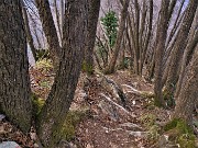 67 Scendo, per la prima volta, ai Roccoli della Passata, dal ripido sentiero 571, camminando con attenzione tra carpini neri ben sviluppati